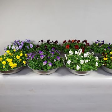 Viola CORNUTA MIX