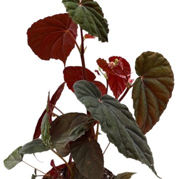 Begonia 'Black Blood'