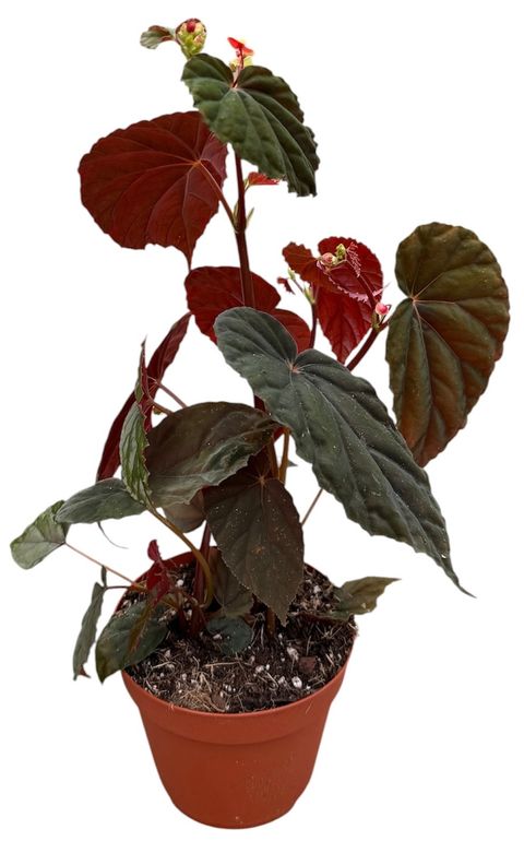 Begonia 'Black Blood'