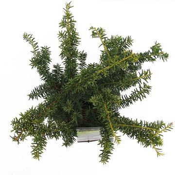 Taxus baccata 'Summergold'