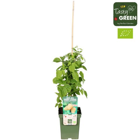 Rubus idaeus SCHLARAFFIA GOLDDIGGER