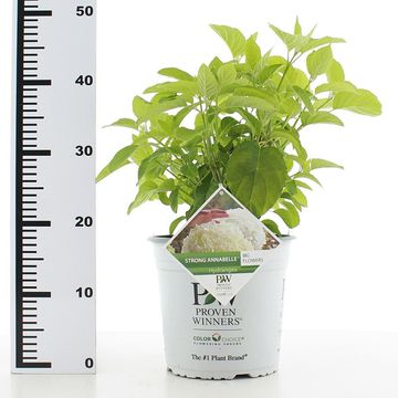 Hydrangea arborescens STRONG ANNABELLE / INCREDIBALL