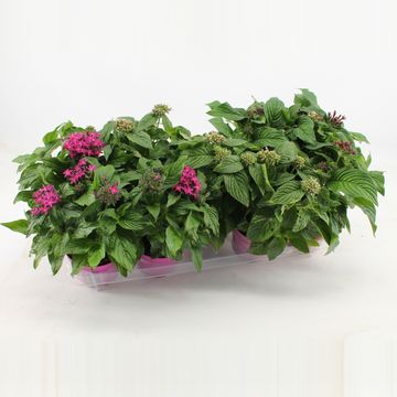 Pentas lanceolata GRAFFITI MIX
