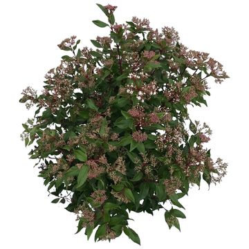 Viburnum tinus SPIRIT