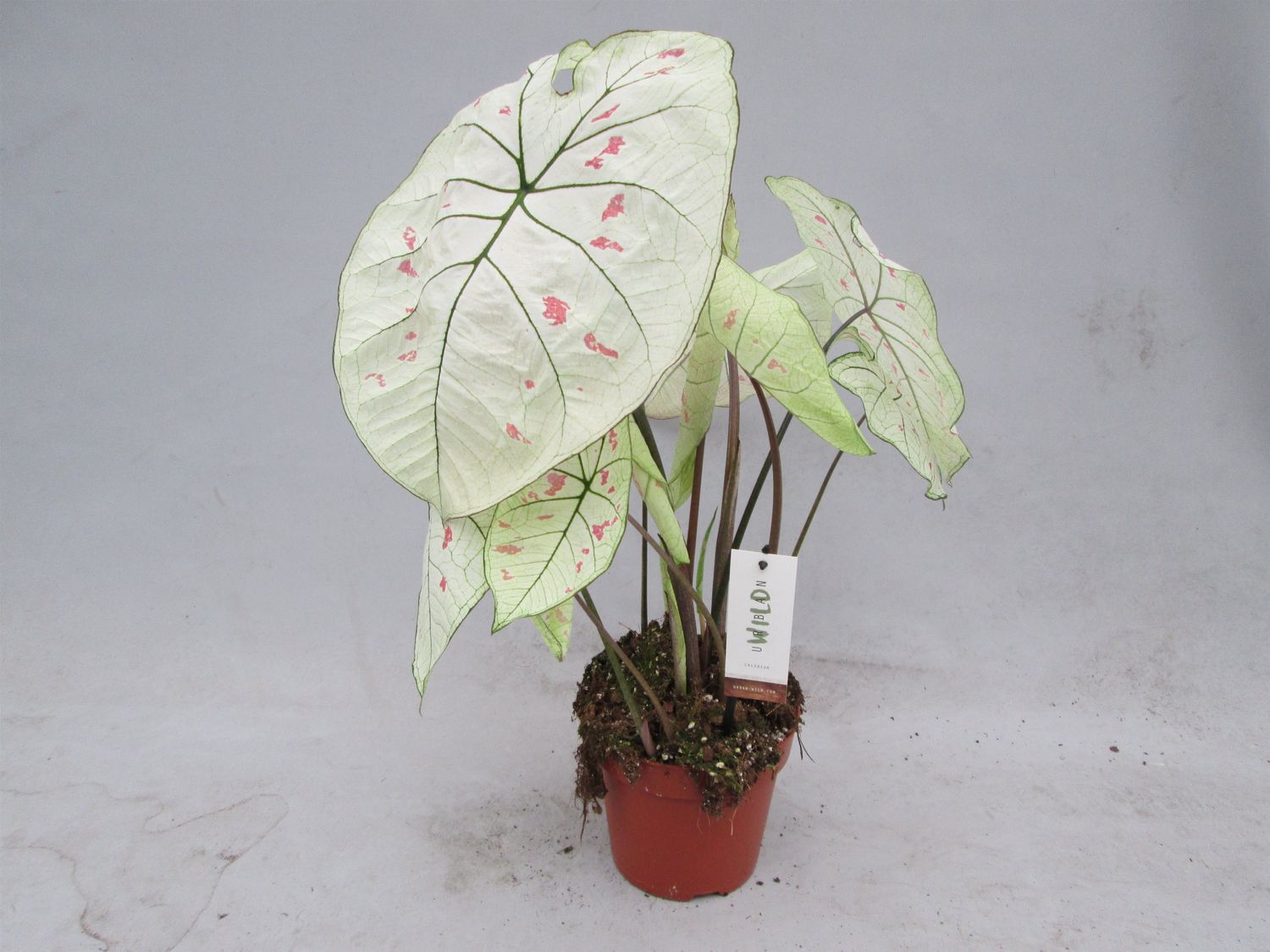 Caladium 'Strawberry Star' — Atacado de Plantas FlorAccess