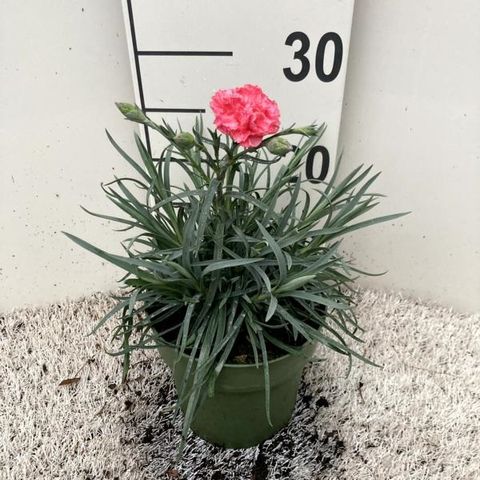 Dianthus DEVON COTTAGE SOFT RED