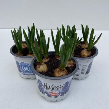 Muscari 'Big Smile'