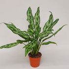 Aglaonema 'Miss Juliette'