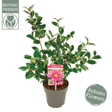 Camellia sasanqua 'Red Premium'