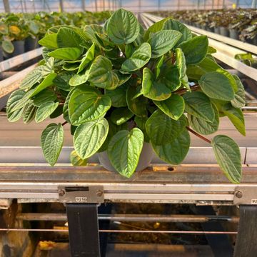 Peperomia albovittata 'Rana Verde'