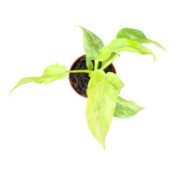 Philodendron 'Bob Cee Variegata'
