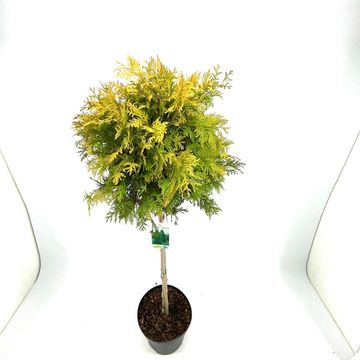 Thuja occidentalis 'Yellow Ribbon'