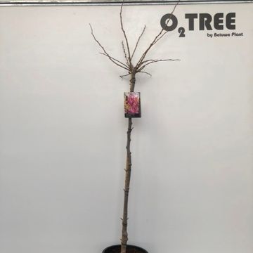 Cercis chinensis 'Avondale'