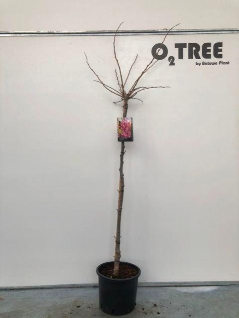 Cercis chinensis 'Avondale'