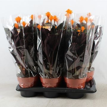 Calathea crocata TASSMINIA