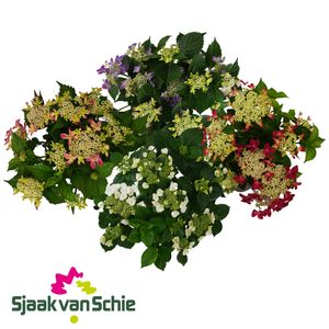 Hydrangea macrophylla MIX (Schie BV, Sjaak van)