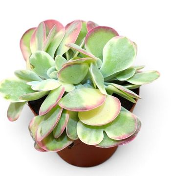 Kalanchoe thyrsiflora 'Variegata'