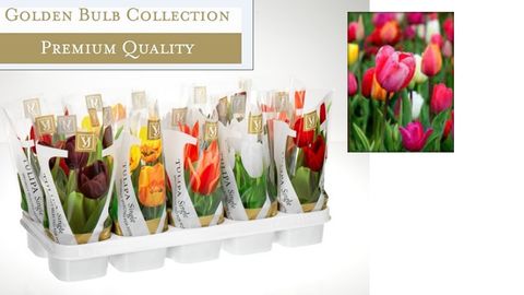 Tulipa MIX