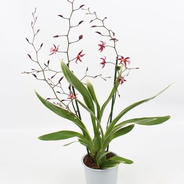 Oncidium 'Mieke von Holm'