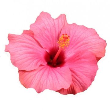 Hibiscus rosa-sinensis SUNNY VENETIE