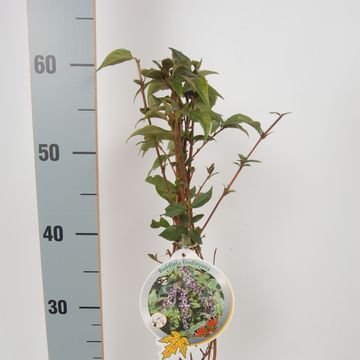 Buddleja lindleyana