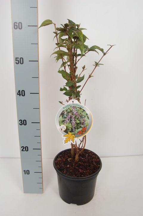 Buddleja lindleyana