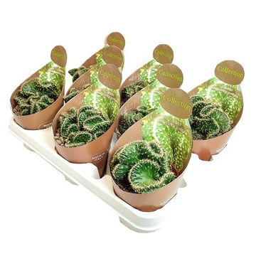 Opuntia cylindrica cristata