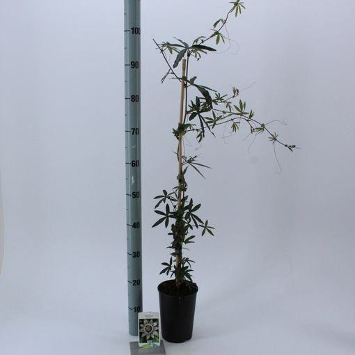 Passiflora caerulea (About Plants Zundert BV)