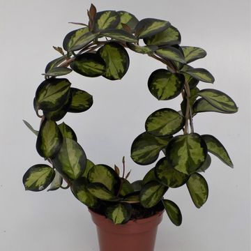 Hoya australis 'Lisa'