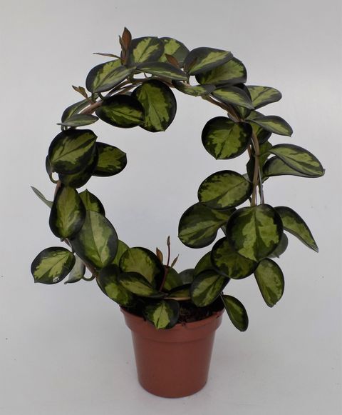 Hoya australis 'Lisa'