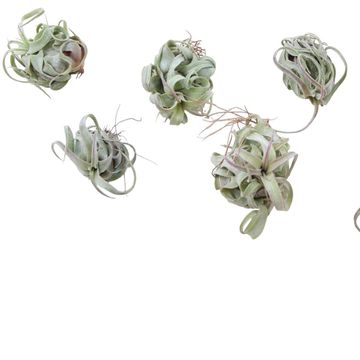 Tillandsia streptophylla