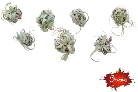 Tillandsia streptophylla