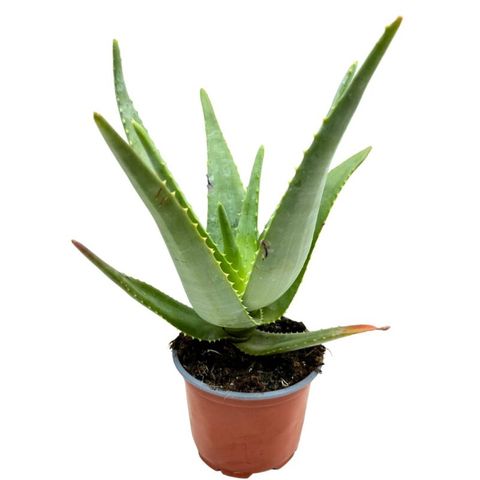 Aloe capitata