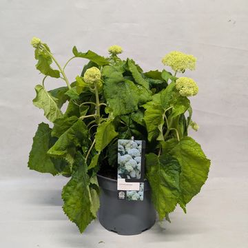 Hydrangea arborescens 'Annabelle'