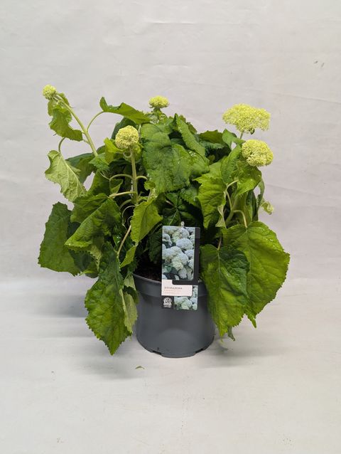 Hydrangea arborescens 'Annabelle'