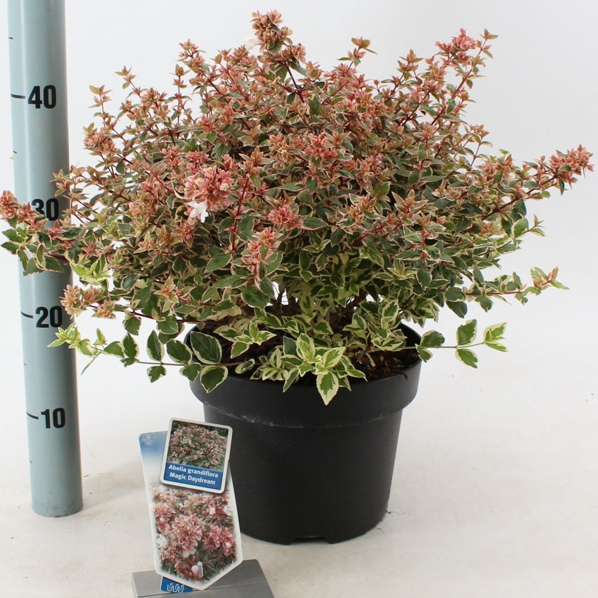 Abelia x grandiflora MAGIC DAYDREAM — Grossiste en Plantes FlorAccess