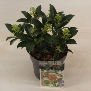 Skimmia japonica 'Marlot'
