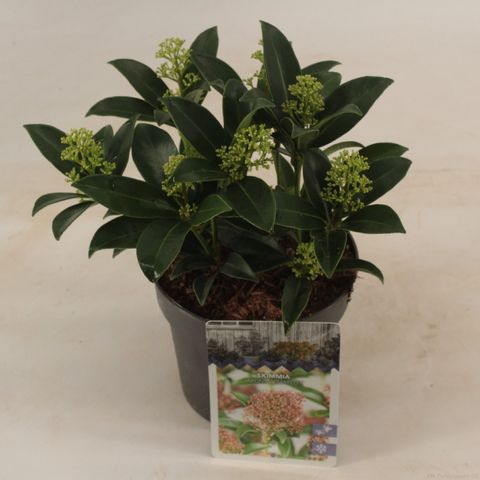 Skimmia japonica 'Marlot'
