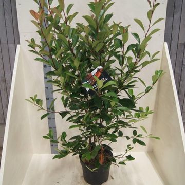 Photinia x fraseri 'Red Robin'
