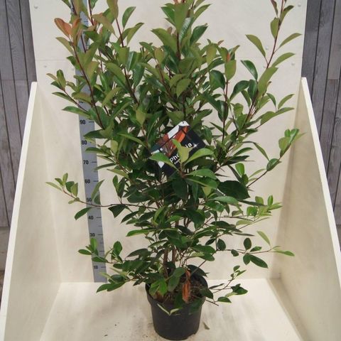 Photinia x fraseri 'Red Robin'