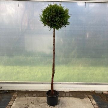 Thuja occidentalis 'Brabant'