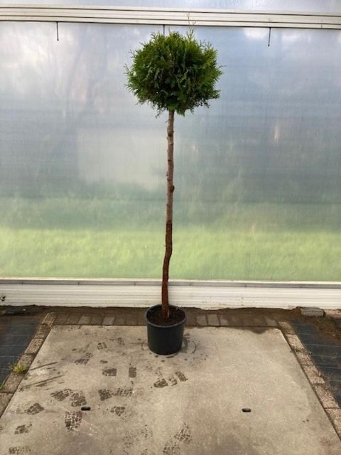 Thuja occidentalis 'Brabant'
