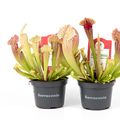 Sarracenia leucophylla