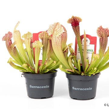 Sarracenia leucophylla Sarracenia leucophylla