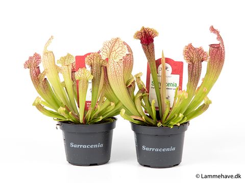 Sarracenia leucophylla