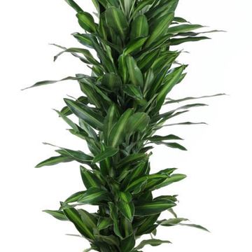 Dracaena fragrans 'Silindo'