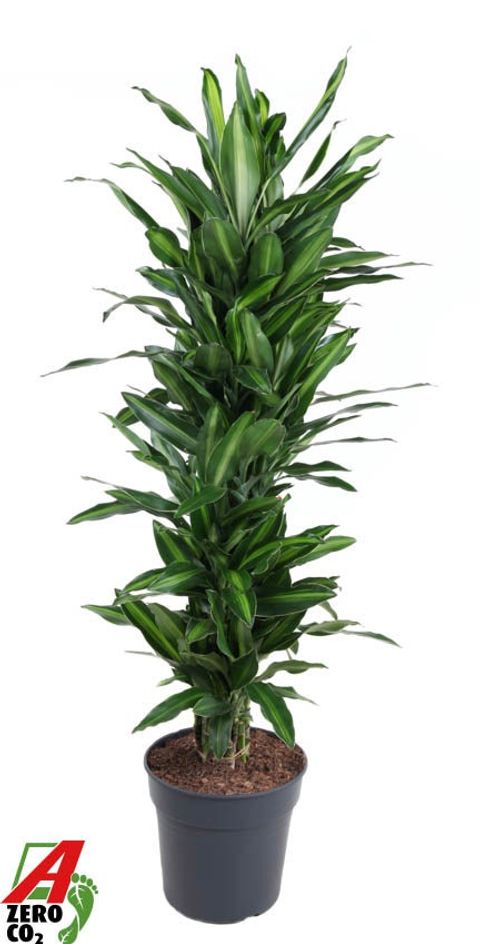 Dracaena fragrans 'Silindo'