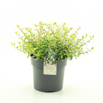 Abelia x grandiflora LUCKY LOTS