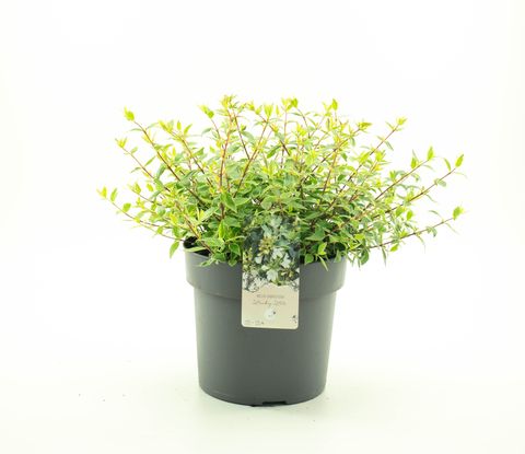 Abelia x grandiflora LUCKY LOTS