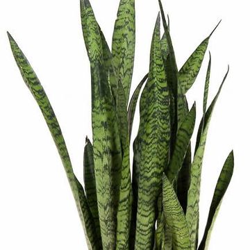 Sansevieria zeylanica